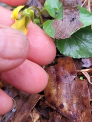 Viola eriocarpa