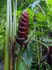 Heliconia imbricata