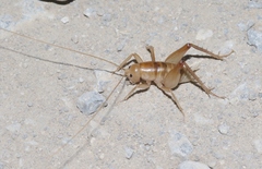 Ceuthophilus fossor