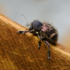 Trichochrysea