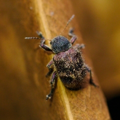 Trichochrysea