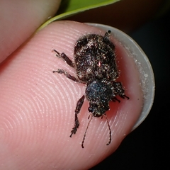 Trichochrysea