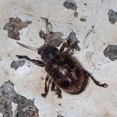 Trichochrysea