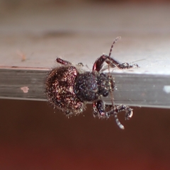 Trichochrysea