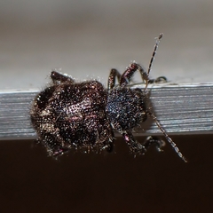 Trichochrysea