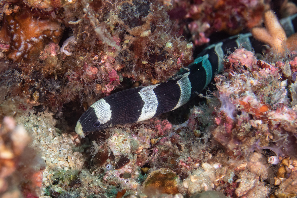 Banded snake eel (Reef Fish of the Hawaiian Islands) · iNaturalist