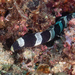 Banded Snake Eel - Photo (c) Mark Rosenstein, some rights reserved (CC BY-NC-SA), uploaded by Mark Rosenstein
