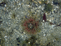 Urticina clandestina