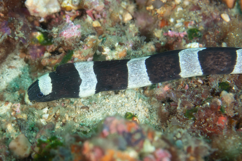 Banded snake eel (Reef Fish of the Hawaiian Islands) · iNaturalist