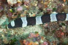 Leiuranus semicinctus