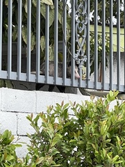 Didelphis virginiana