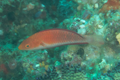 Cirrhilabrus rubripinnis