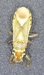 Thaumastocoris peregrinus