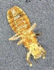 Thaumastocoris peregrinus