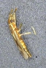 Thaumastocoris peregrinus