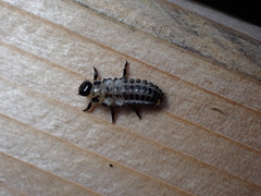 Chrysomela schaefferi