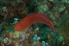 Cirrhilabrus rubripinnis