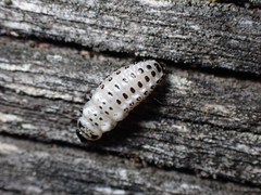 Chrysomela schaefferi