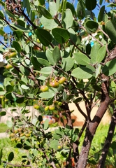 Arctostaphylos bakeri