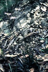 Brachyscome aculeata