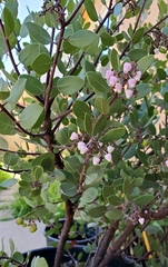 Arctostaphylos bakeri