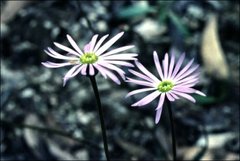 Brachyscome aculeata