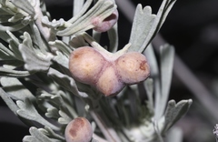 Rhopalomyia calvipomum