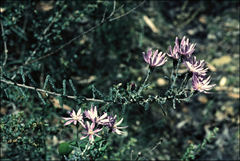 Olearia asterotricha