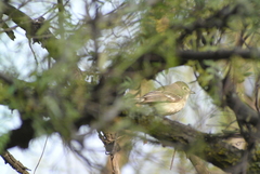 Vireo plumbeus