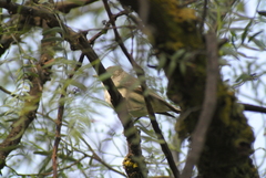 Vireo plumbeus