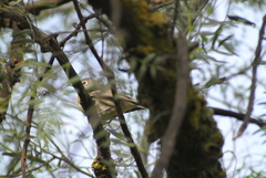Vireo plumbeus
