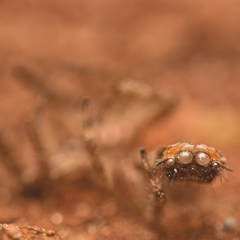 Platycryptus undatus