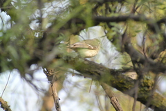 Vireo plumbeus