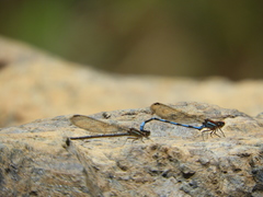 Argia oenea