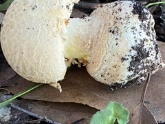 Amanita ochrophylloides