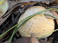 Amanita ochrophylloides
