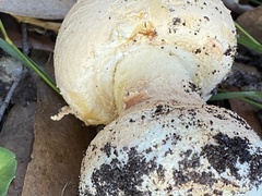 Amanita ochrophylloides