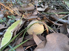 Amanita ochrophylloides