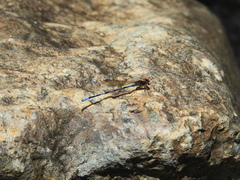 Argia oenea