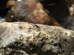 Argia oenea