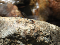 Argia oenea