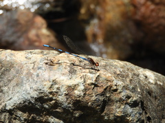 Argia oenea