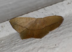 Prochoerodes olivata