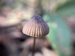 Mycena cystidiosa