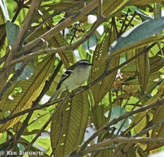 Mecocerculus stictopterus