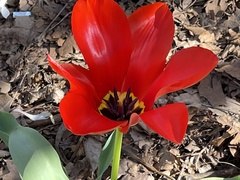 Tulipa humilis