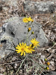 Senecio stoechadiformis