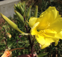 Oenothera elata hookeri