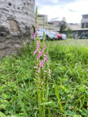 Spiranthes sinensis