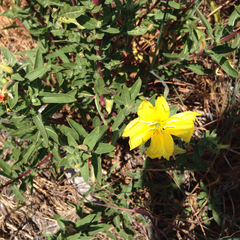 Oenothera elata hookeri
